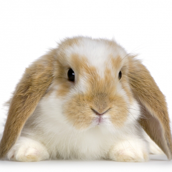3562 Test